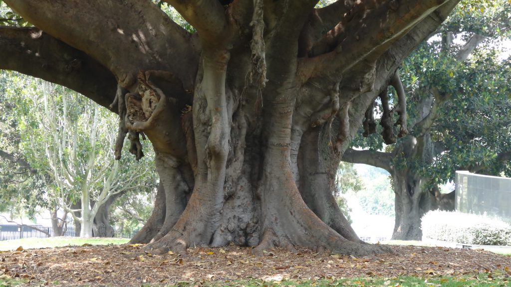 Un arbre dans les Royal Botanic Gardens