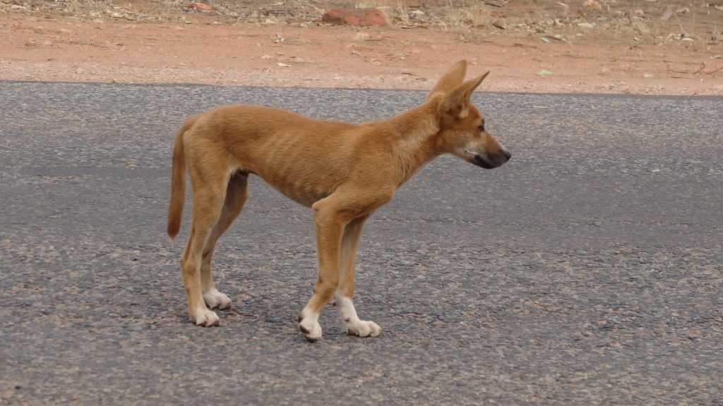 Un dingo devant le restaurant de Kings Canyon (17)