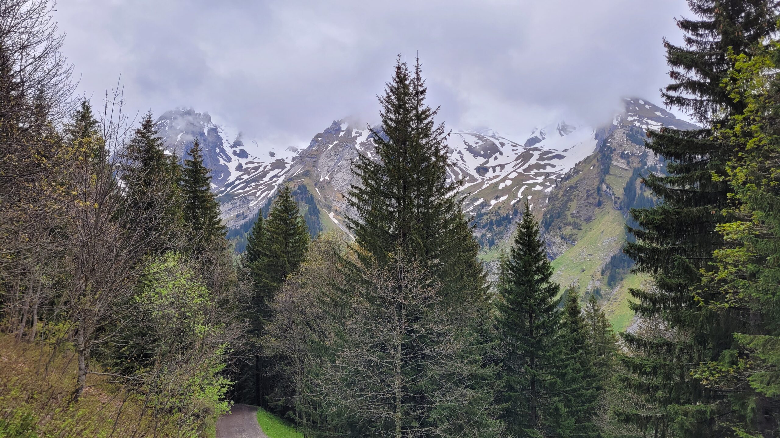 Dans la forêt au dessus des Confins