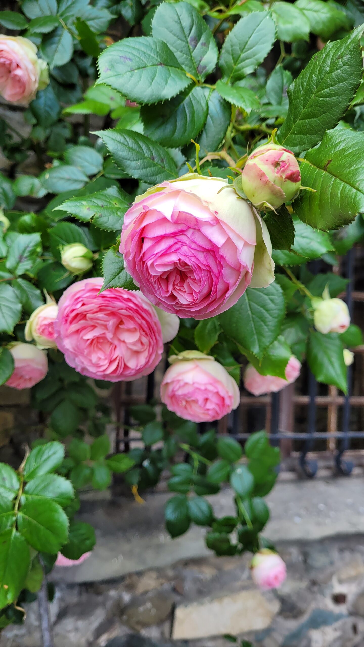 Des roses vers la porte d'Yvoire