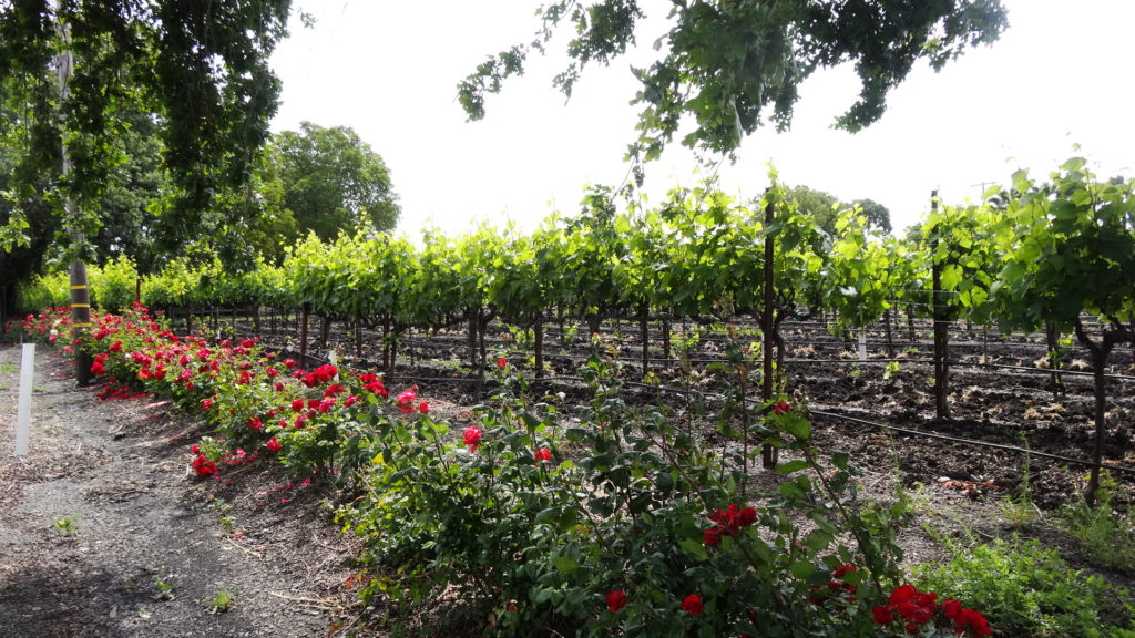 Des vignes près de Sonoma