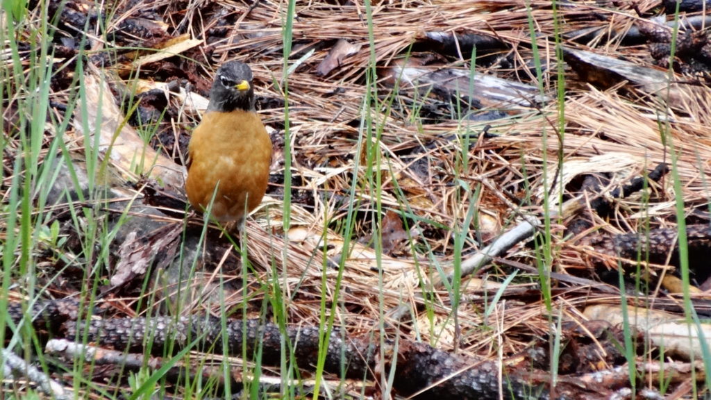 Un oiseau curieux venu nous voir