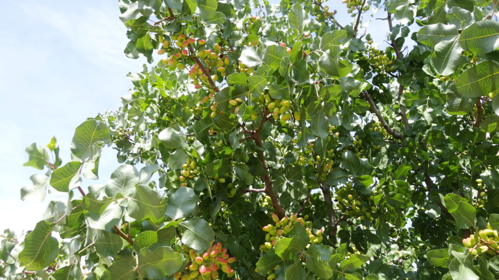 Cet arbre nous a longtemps intrigués... c'est un pistachier