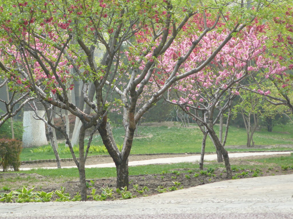 Un jardin public dans l’Université Beihang