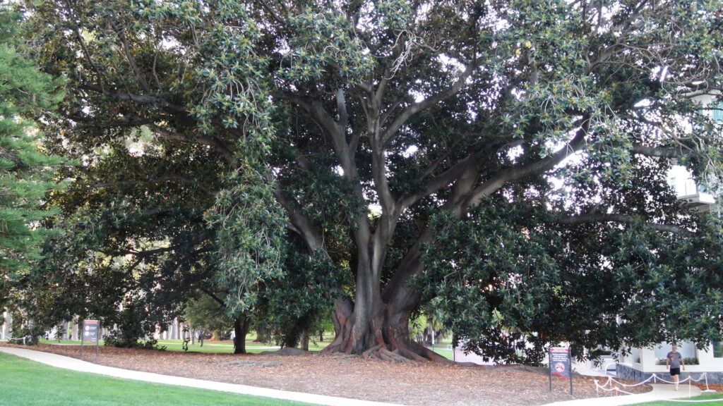 Un arbre dans King's Park